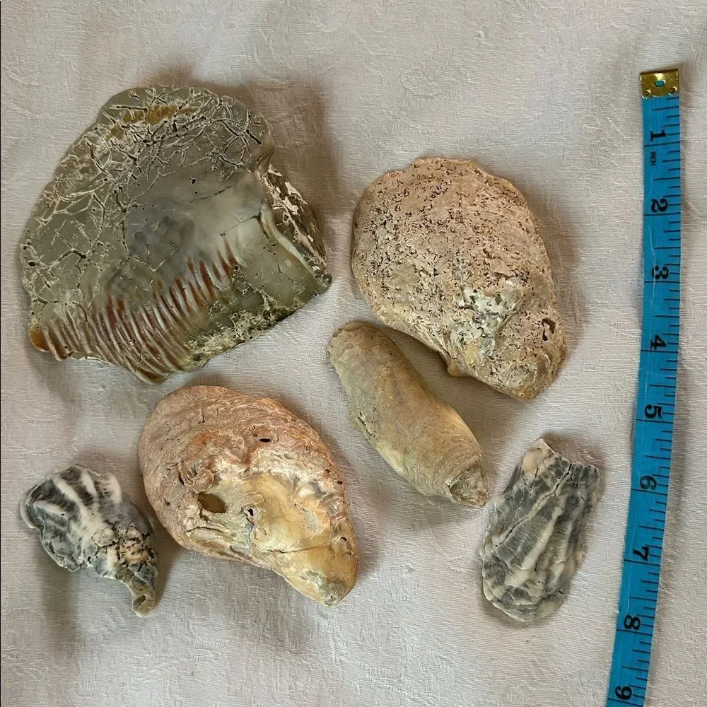 Sea Shells From Bahamas Florida Small Interesting - Picture 10 of 10